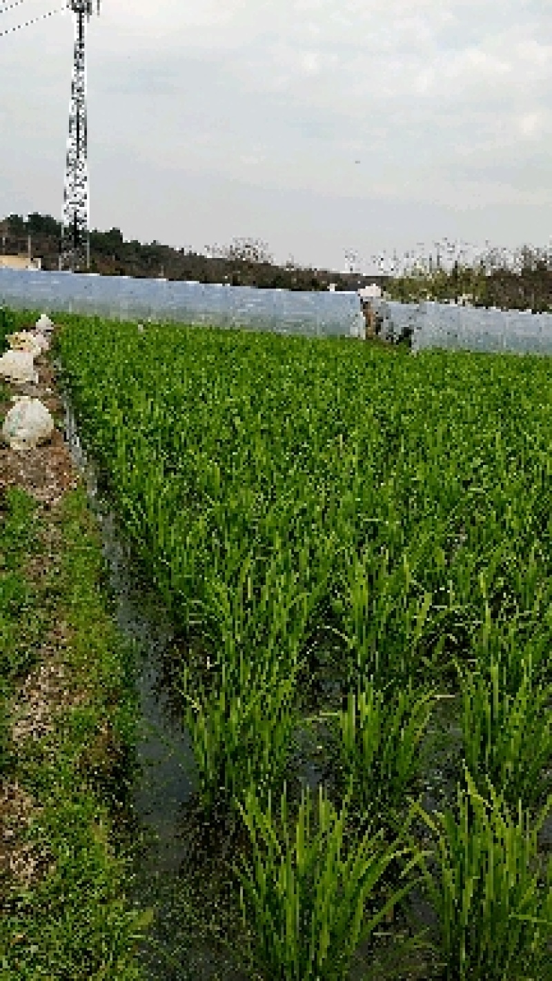浙茭8号双季茭白苗，浙江金华直发，可实地考察，提供技术指