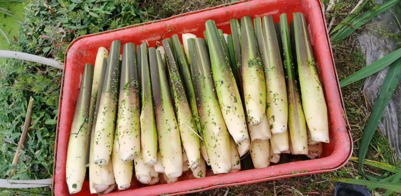 浙茭8号双季茭白苗，浙江金华直发，可实地考察，提供技术指