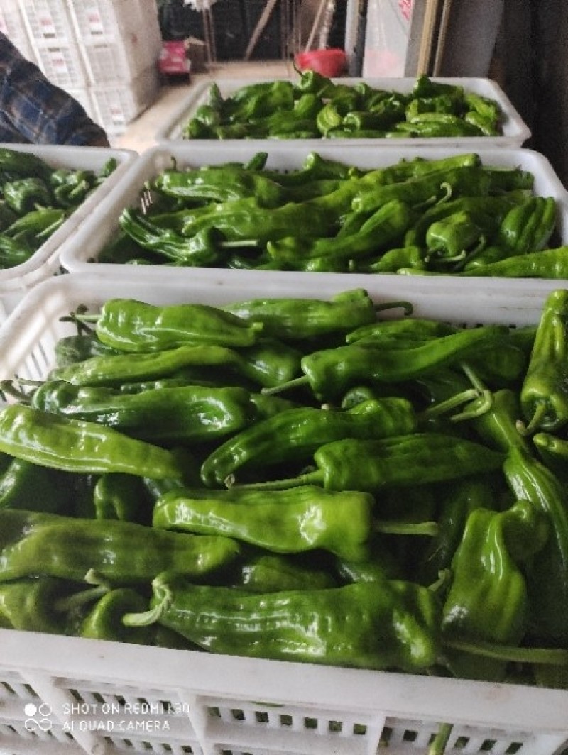 长阳高山各种辣椒已上市，基地供货，价格随行就市！