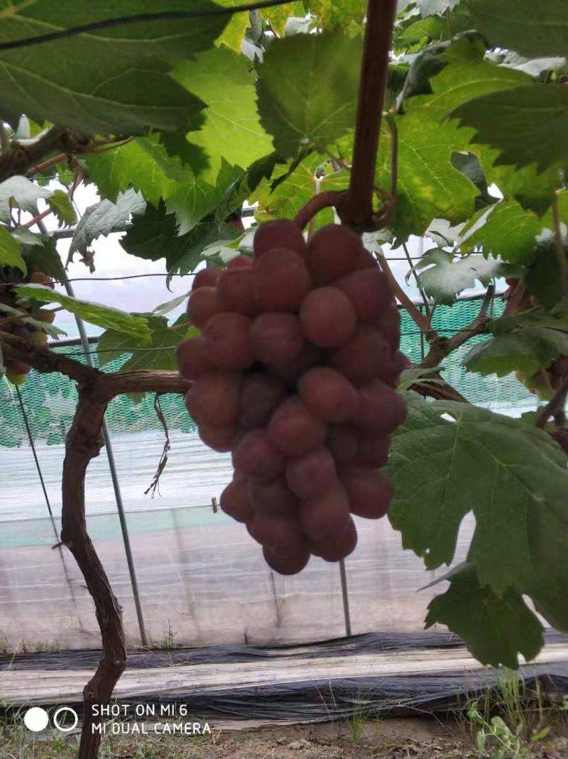 超好看的浪漫红颜，产地直发颗粒饱满很大优先