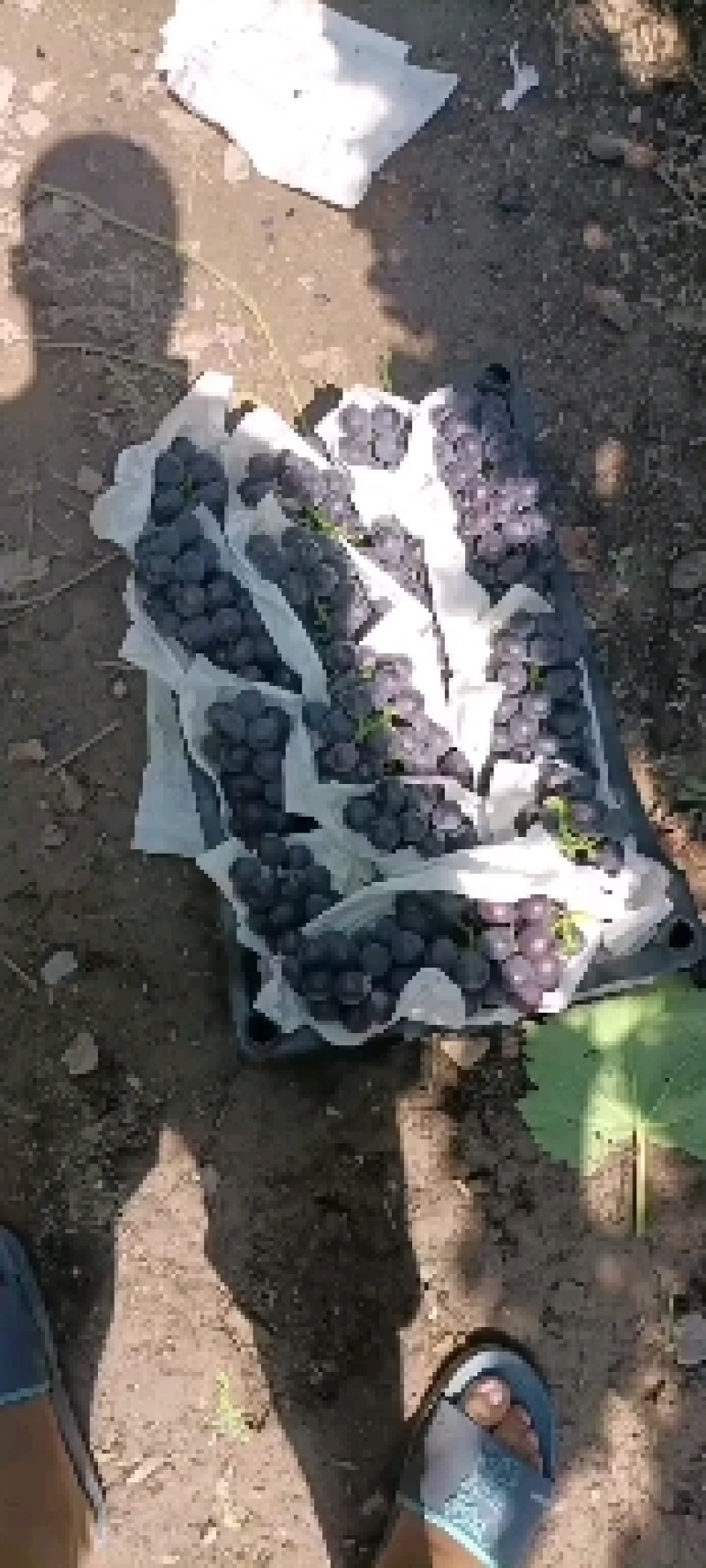 南太湖葡萄热卖中