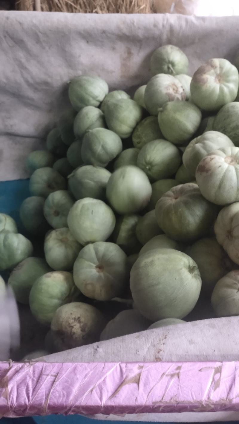 精品甜瓜绿宝清甜可口产地直供专业代办