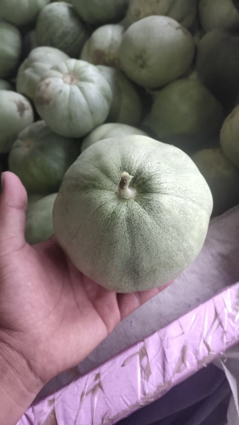 精品甜瓜绿宝清甜可口产地直供专业代办