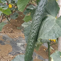 精品黄瓜有需要的老板联系我。