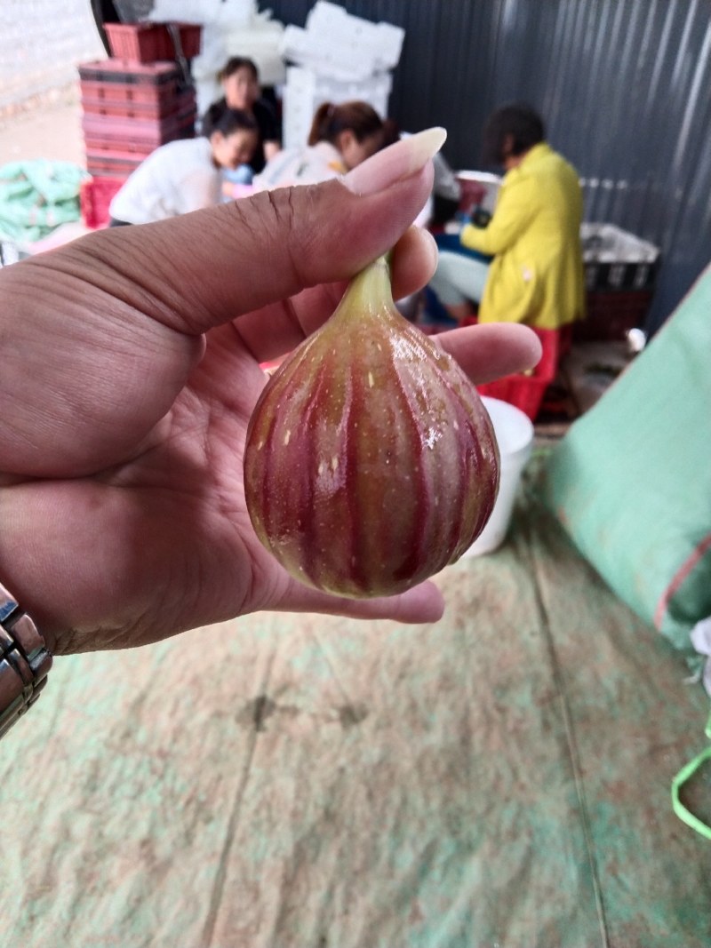 无花果