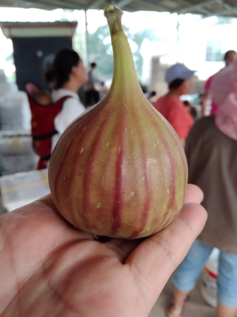 无花果