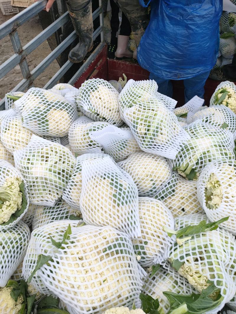 菜花，小米粒，花白青梗，大量上市，欢迎各位老板选购