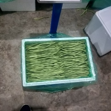 精品豆王