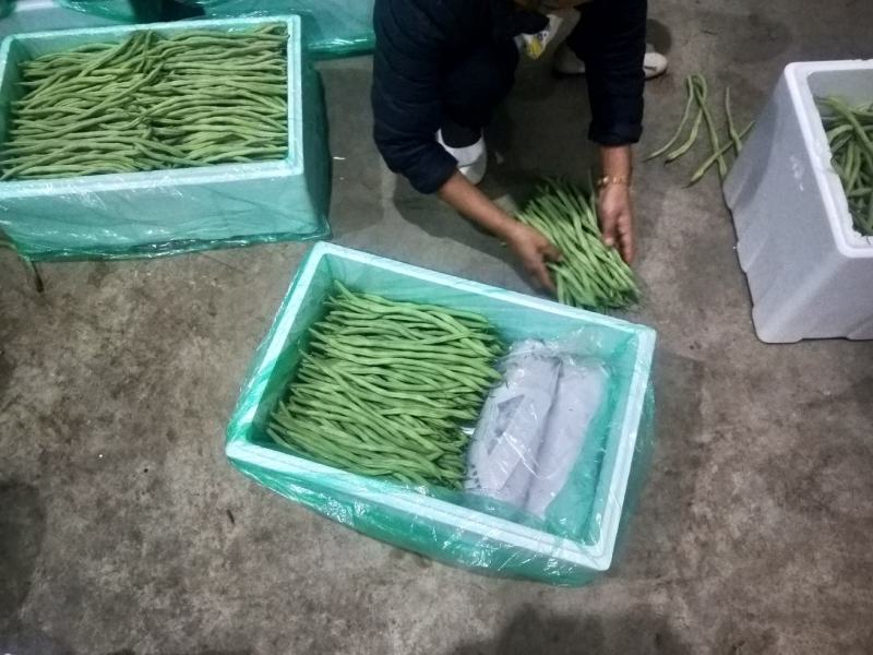 精品豆王