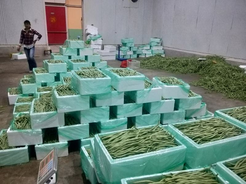精品豆王