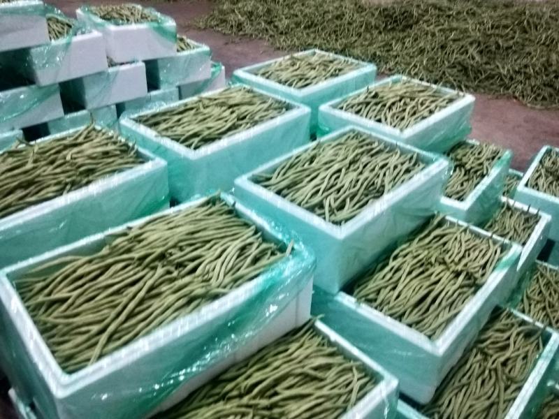 精品豆王