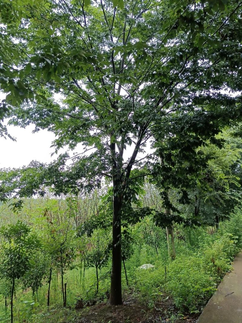 榉树5—20公分丛生榉树基地直发量大从优