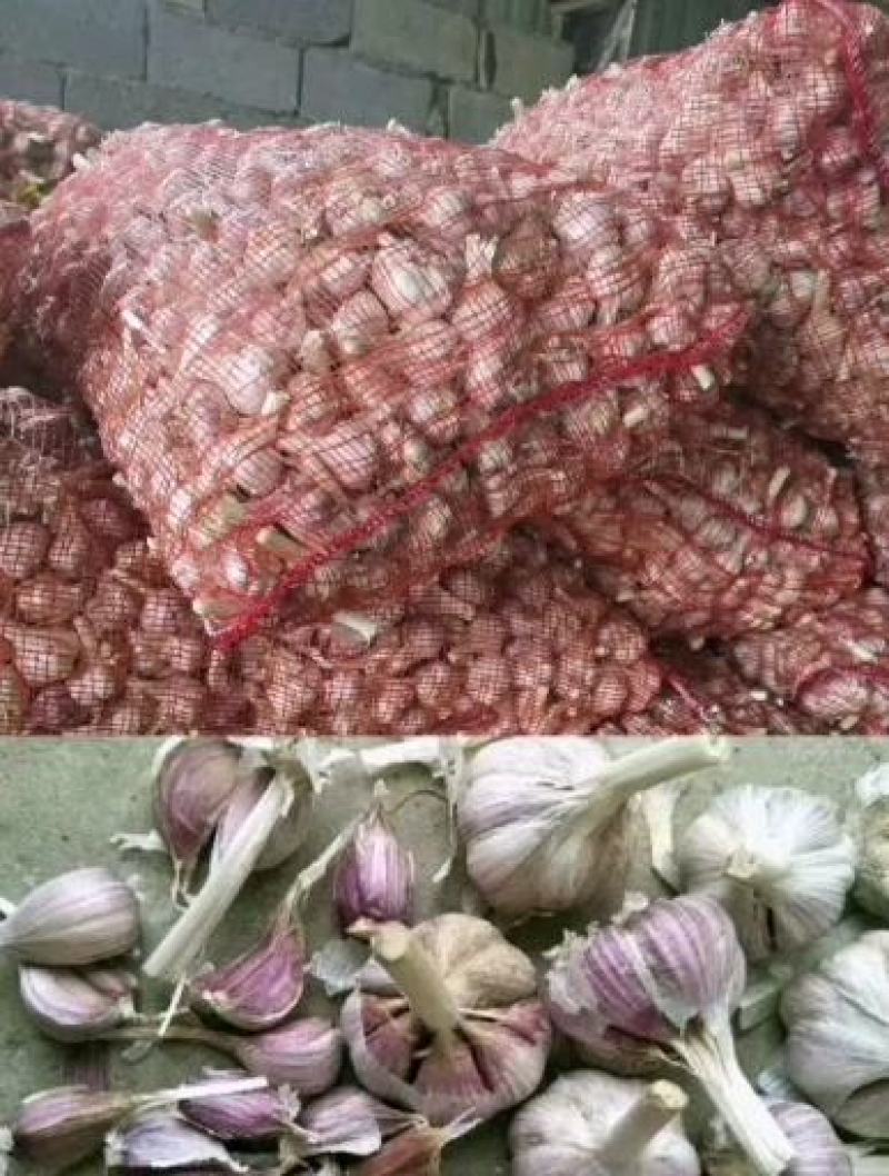 精品大蒜大量上市一手货源保质保量产地直供量大从优