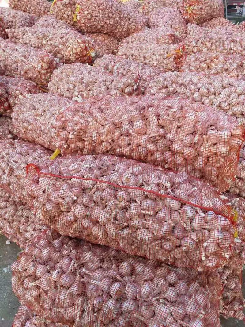 精品大蒜大量上市一手货源保质保量产地直供量大从优