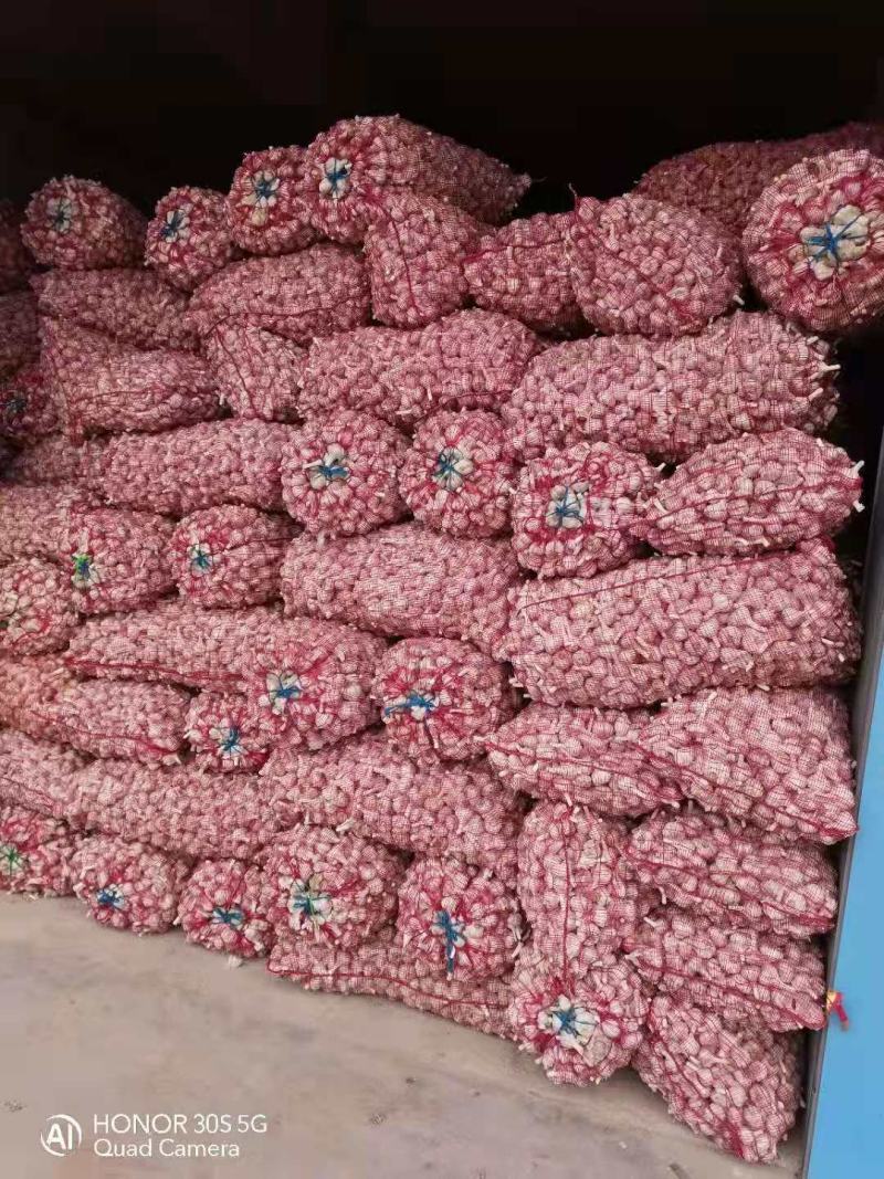 精品大蒜大量上市一手货源保质保量产地直供量大从优