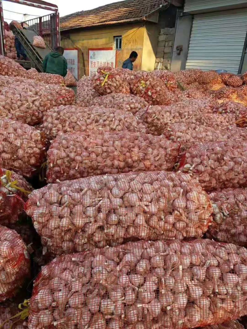 精品大蒜大量上市一手货源保质保量产地直供量大从优