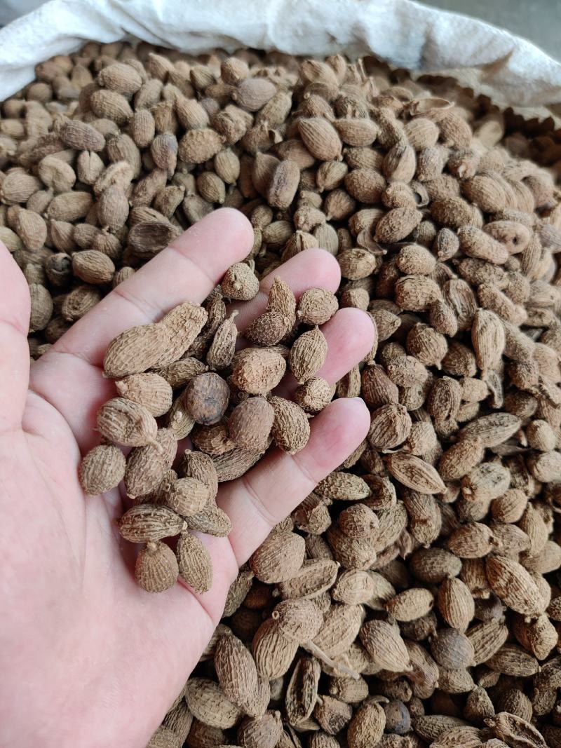 香料砂仁精选砂仁大果药药食两用地道砂仁