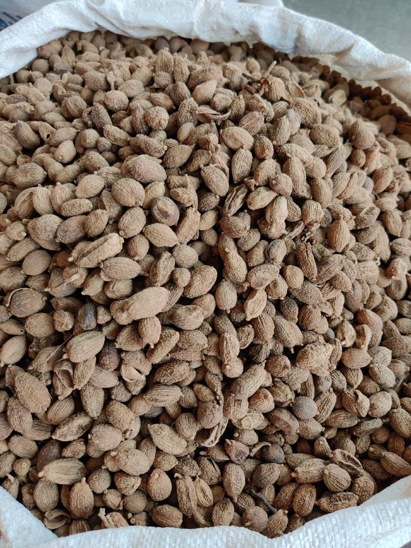 香料砂仁精选砂仁大果药药食两用地道砂仁