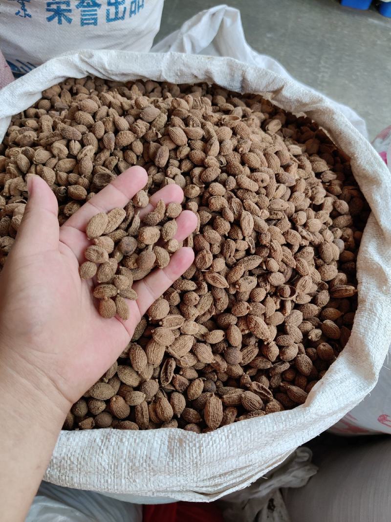 香料砂仁精选砂仁大果药药食两用地道砂仁