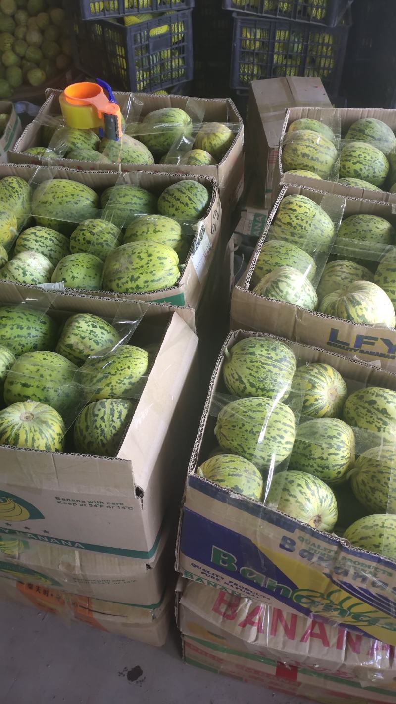 精品甜瓜绿宝清甜可口产地直供专业代办