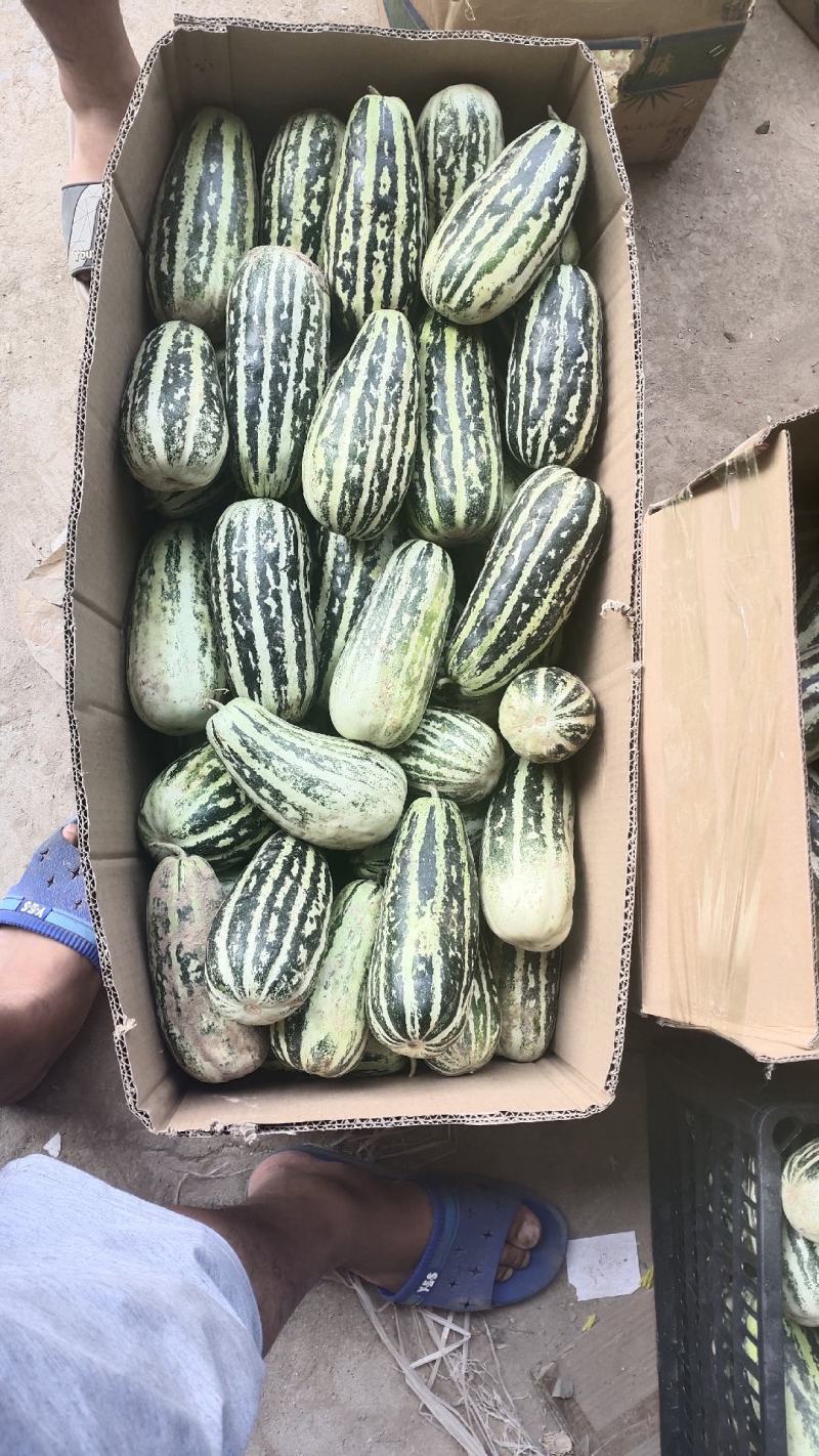 精品甜瓜绿宝清甜可口产地直供专业代办