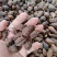 草果云南草果无添加中药材香料量大从优香料草果