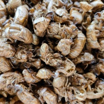 蝉蜕干货水洗脱泥质量净度有保障一公斤起批