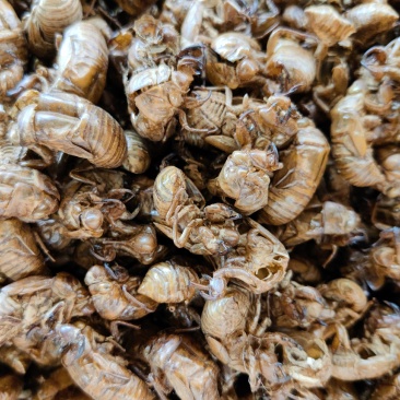 蝉蜕干货水洗脱泥质量净度有保障一公斤起批