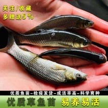 草鱼苗鲩鱼苗淡水鱼苗活体四大家鱼活体养殖好养