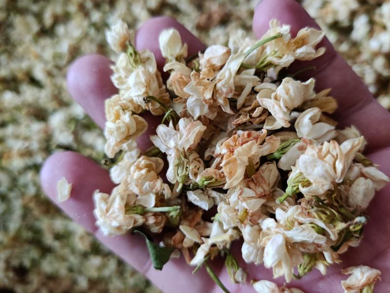 茉莉花茶开花含苞干茶茉莉花清香泡茶一公斤起批