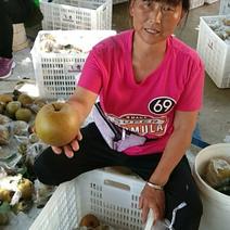 大量出售永川黃花梨，果形好，个头大