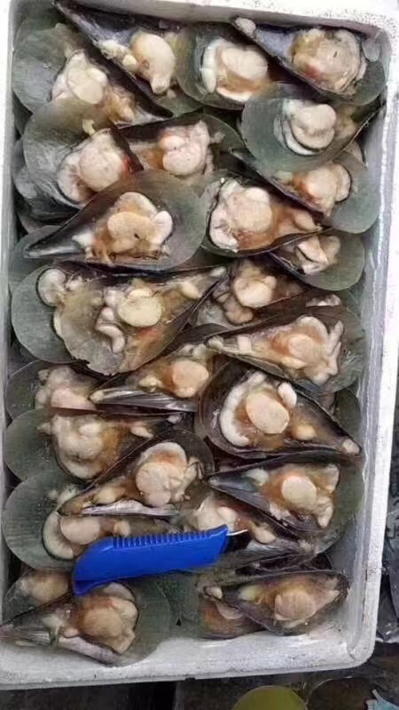 海鲜半壳带子15斤冷冻贝类绿贝带子约150个