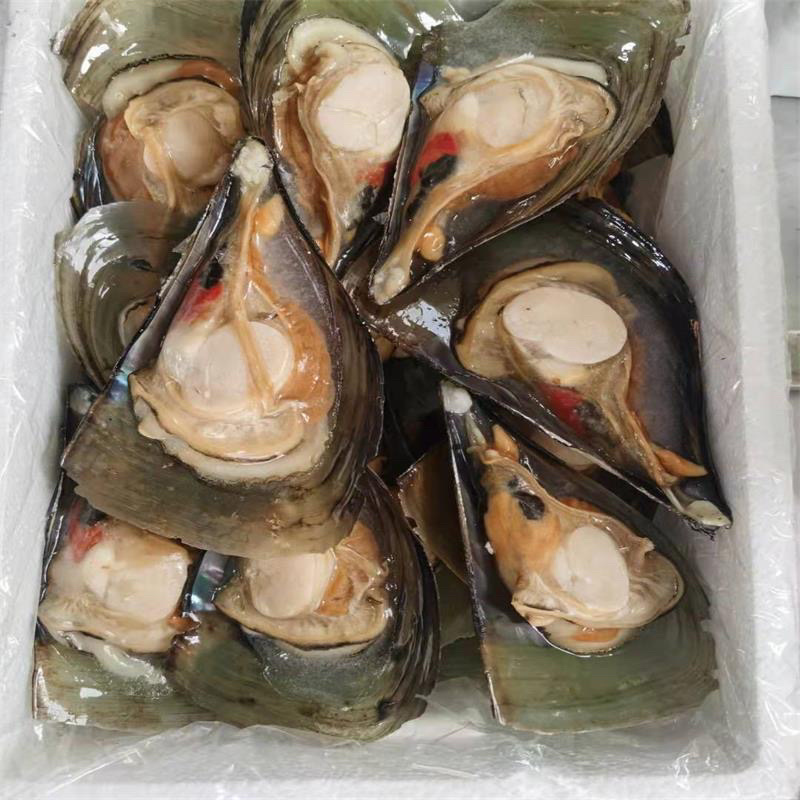 海鲜半壳带子15斤冷冻贝类绿贝带子约150个