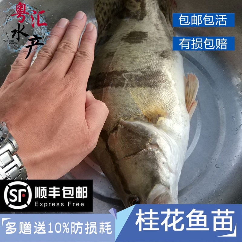 桂花鱼苗活体淡水鱖鱼苗翘嘴鱼肉食性鱼苗包邮
