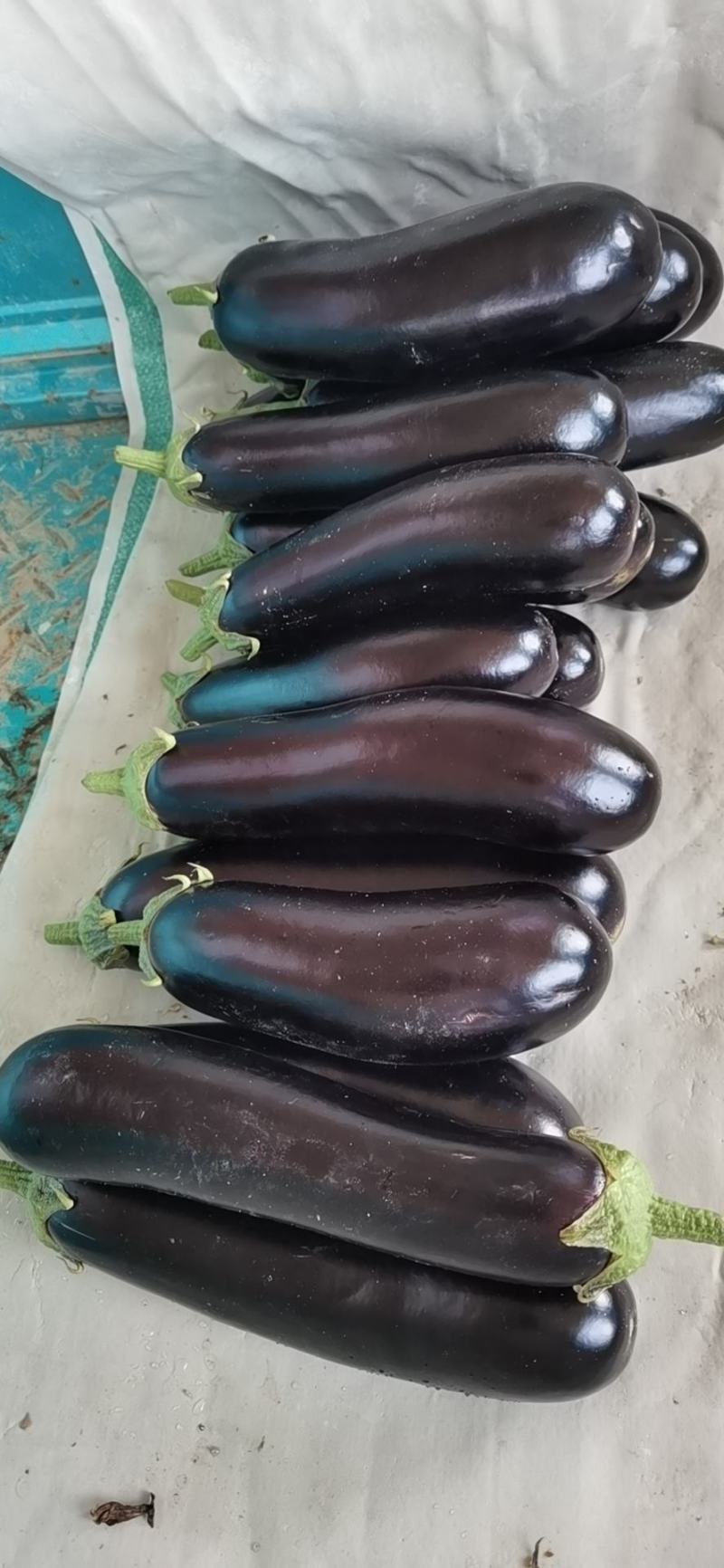 蔬菜