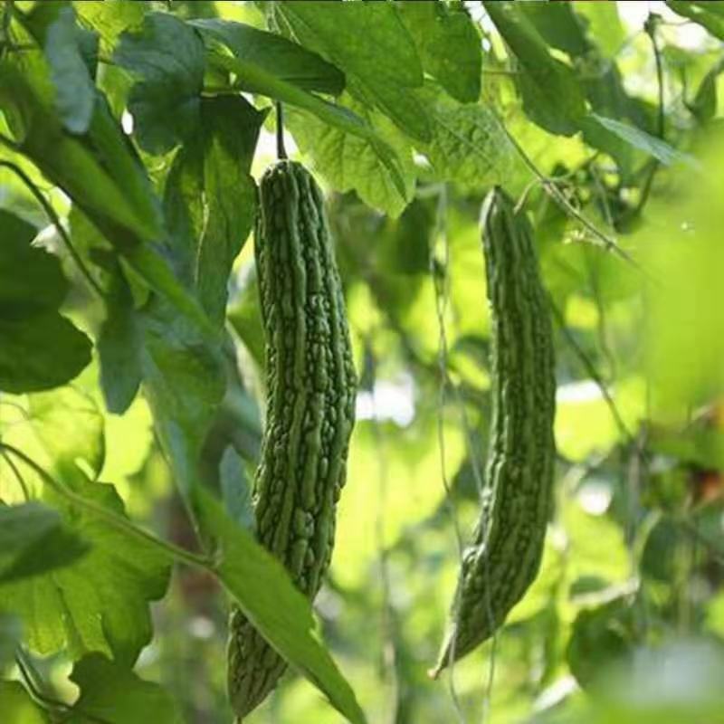 蔬菜