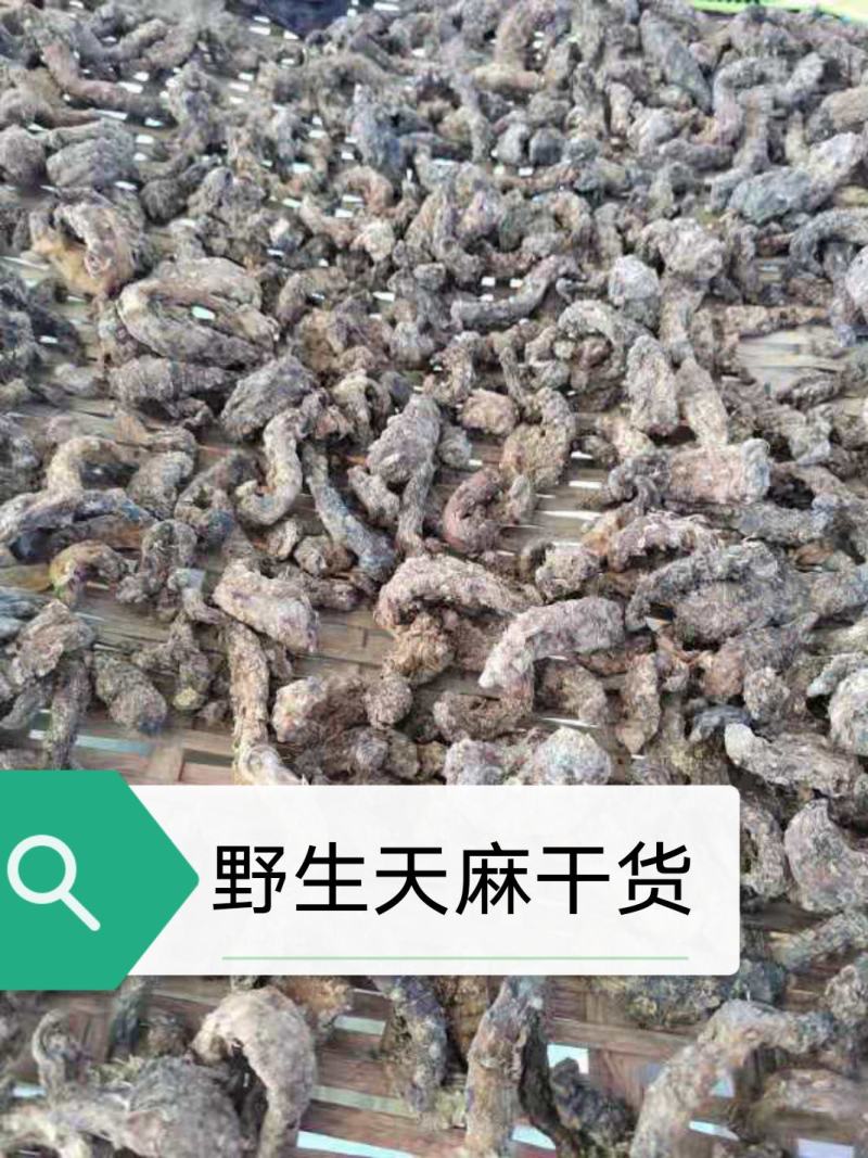 野生天麻广西野生天麻新鲜货，干货都有