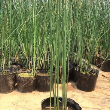 水葱各类水生植物大小杯都有农户直发品质保障价格低