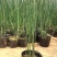 水葱各类水生植物大小杯都有农户直发品质保障价格低