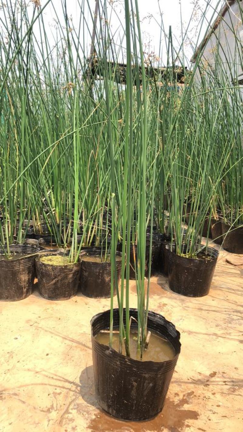 水葱各类水生植物大小杯都有农户直发品质保障价格低