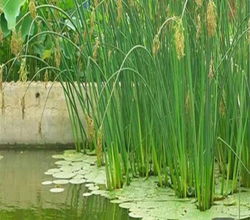 水葱各类水生植物大小杯都有农户直发品质保障价格低