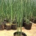水葱各类水生植物大小杯都有农户直发品质保障价格低
