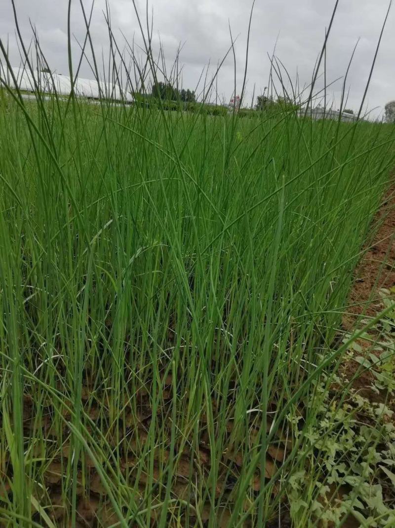 水葱各类水生植物大小杯都有农户直发品质保障价格低