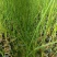 水葱各类水生植物大小杯都有农户直发品质保障价格低