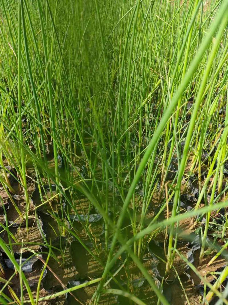 水葱各类水生植物大小杯都有农户直发品质保障价格低