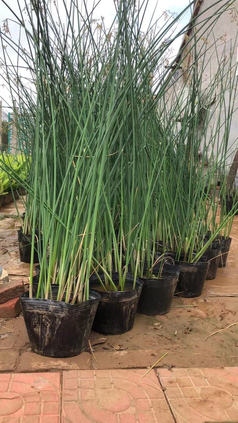 水葱各类水生植物大小杯都有农户直发品质保障价格低
