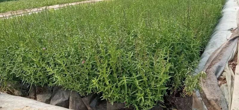 水生千屈菜便宜处理价格低质量好农户直发，需要联系