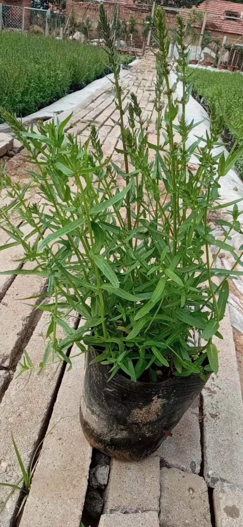 水生千屈菜便宜处理价格低质量好农户直发，需要联系