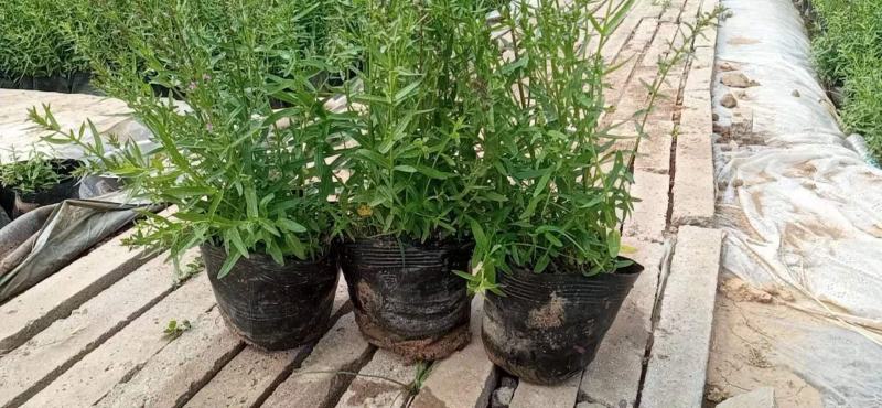 水生千屈菜便宜处理价格低质量好农户直发，需要联系