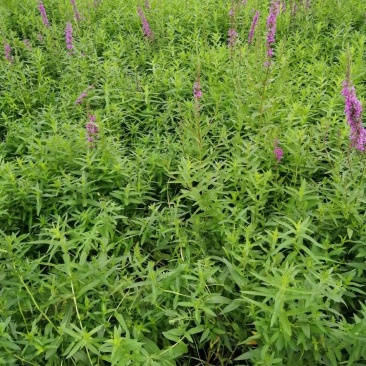 水生千屈菜便宜处理价格低质量好农户直发，需要联系
